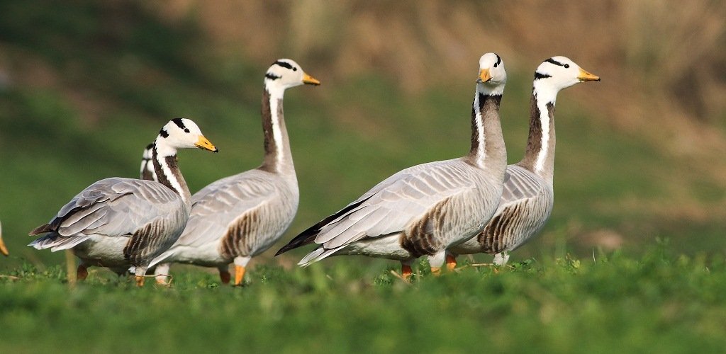 Birding_Wildlife_Tribal_Hinterland