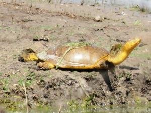 Menar Kishan Kareri  Sitamata Wildlife Sanctuary (1)