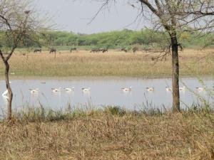 Menar Kishan Kareri  Sitamata Wildlife Sanctuary (2)